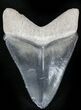 Serrated  Bone Valley Megalodon Tooth #22907-1
